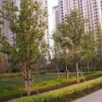 國通家園 國通家園