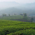 桃溪綠茶