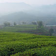 桃溪綠茶 桃溪綠茶