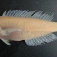 斑鰭馬頭魚 斑鰭馬頭魚