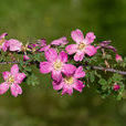 小葉薔薇 小葉薔薇