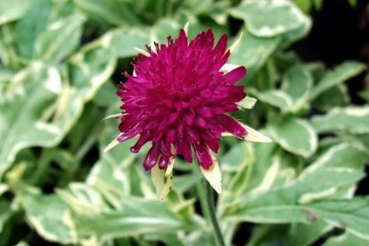 Knautia macedonica \x27Thunder and Lightning\x27 Knautia macedonica \x27Thunder and Lightning\x27
