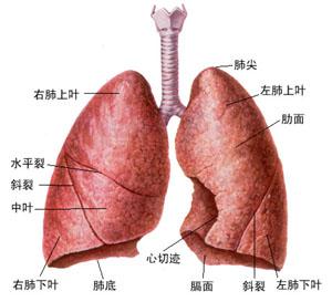 職業吸入性肺病