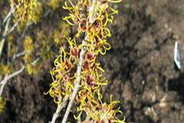 Hamamelis mollis \x27Gold Edge\x27 Hamamelis mollis \x27Gold Edge\x27