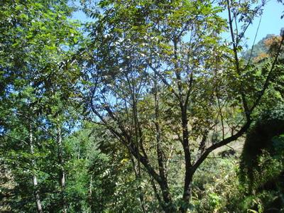 王子村自然資源－生態林