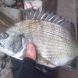 黑頭魚