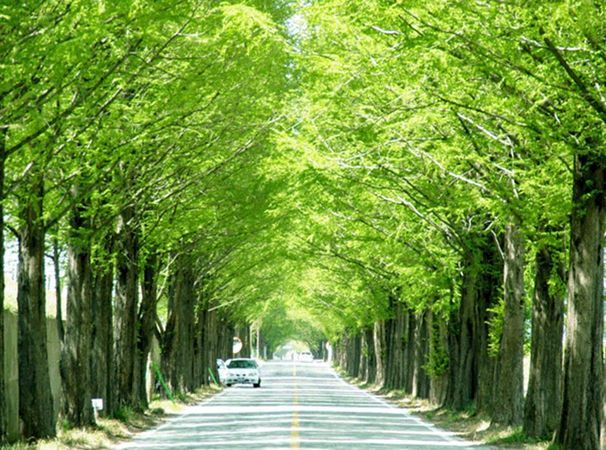 水杉林蔭道 水杉林蔭道
