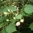 狗頭芙蓉(狗頭芙蓉) 狗頭芙蓉(狗頭芙蓉)