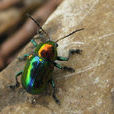 金甲蟲(中美洲哥斯大黎加的稀奇生物)