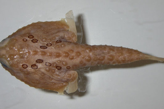 海蝠魚屬