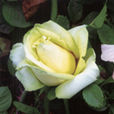 往日情懷(薔薇屬植物) 往日情懷(薔薇屬植物)