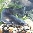 毛骨魚 毛骨魚