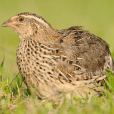 西鵪鶉(quail)