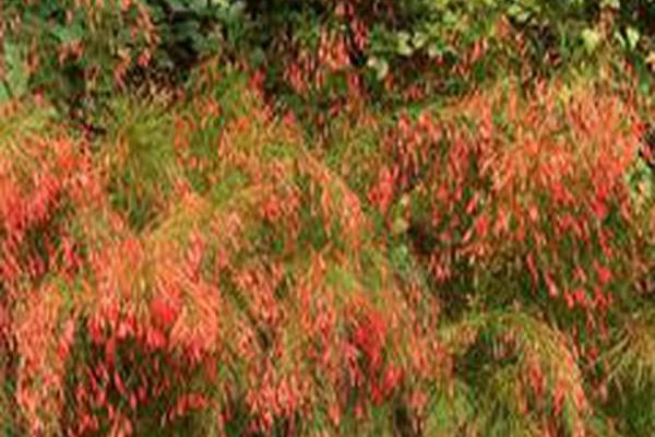 Russelia equisetiformis Russelia equisetiformis