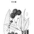 窄葉錐 窄葉錐