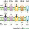 CHRNA4 CHRNA4