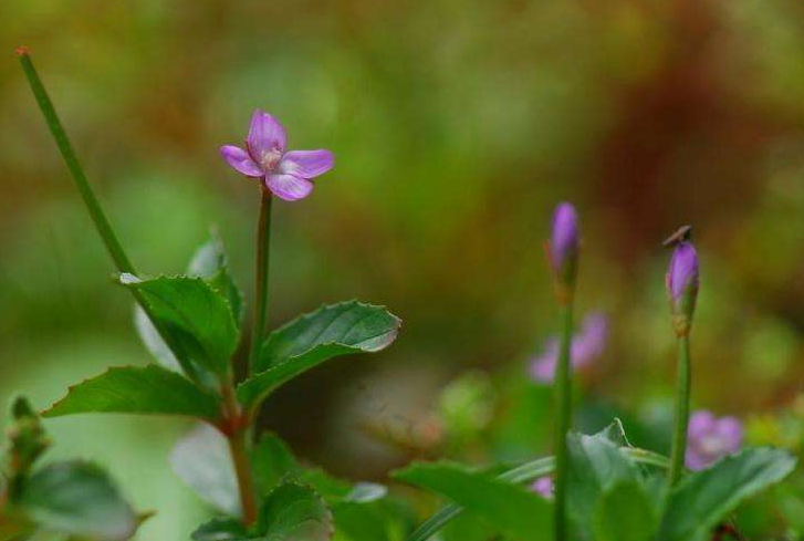 悅人柳葉菜 悅人柳葉菜