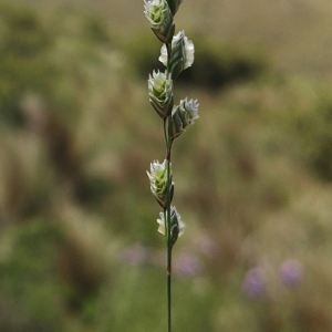 Chascolytrum paleapiliferum
