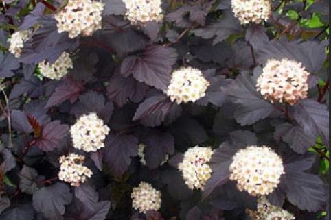 Physocarpus opulifolius \x27Diabolo\x27 Physocarpus opulifolius \x27Diabolo\x27