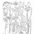 中甸茴芹 中甸茴芹