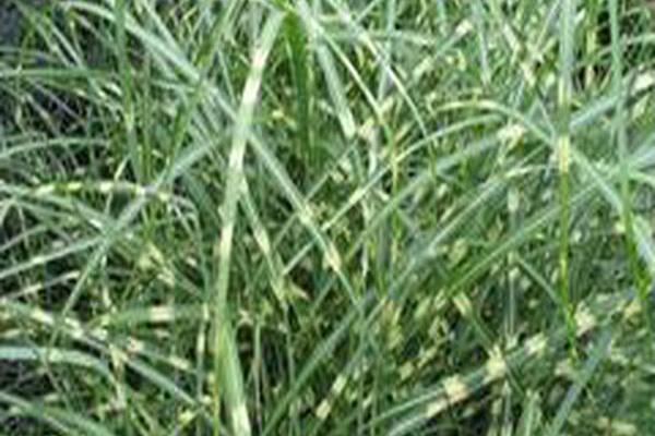 Miscanthus sinensis \x27Little Zebra\x27 Miscanthus sinensis \x27Little Zebra\x27