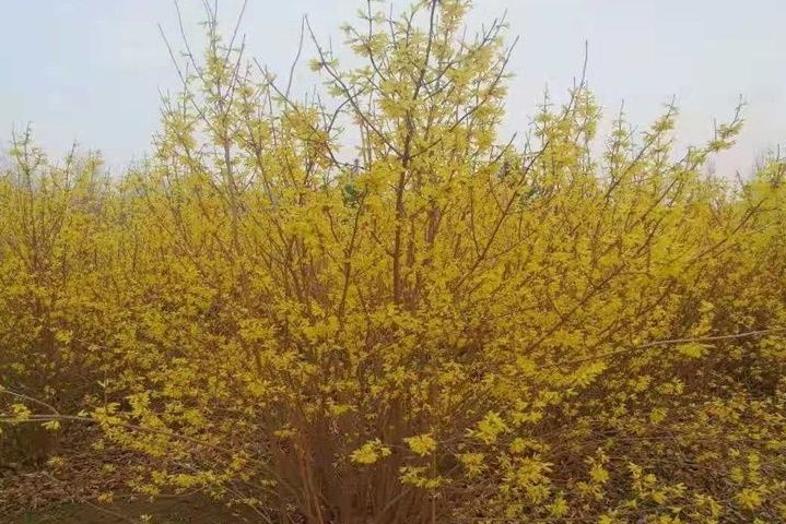 藍葉柳 藍葉柳
