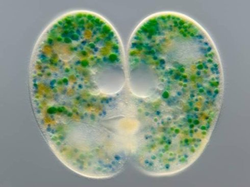 纖毛蟲（Nassula ornata）與藻類的共生現象