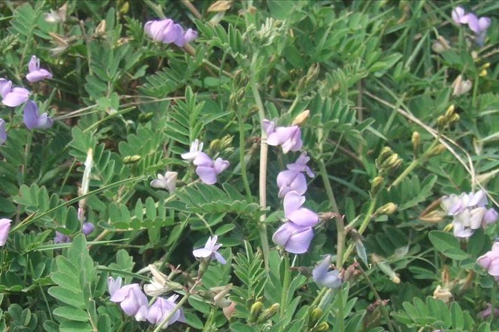 小黃芪(豆科黃芪屬植物)