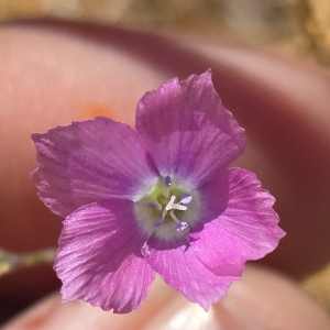 Bryantiella palmeri
