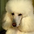 巨型貴賓犬