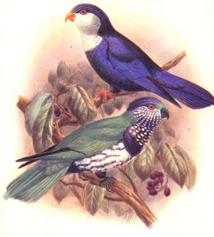 深藍吸蜜鸚鵡(圖2)