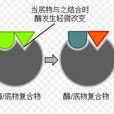 鎖鑰學說 鎖鑰學說
