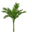 大黃樹(植物) 大黃樹(植物)