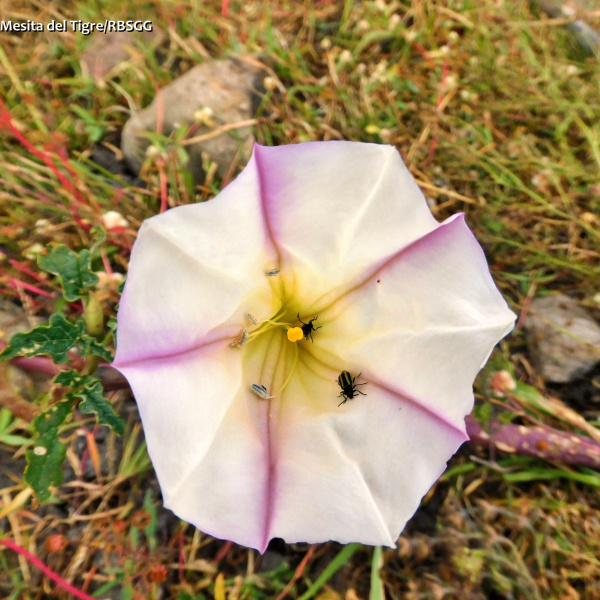 Datura ceratocaula