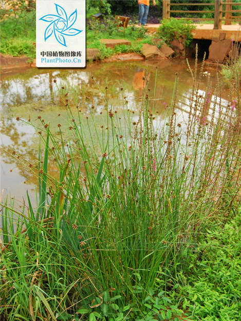 少花荸薺 少花荸薺