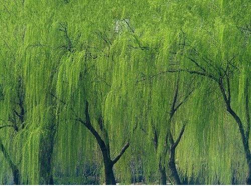 柳樹p481 柳樹p481