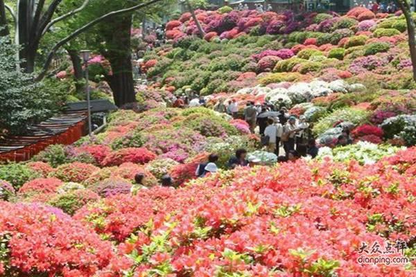 杜鵑花園 杜鵑花園