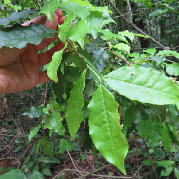 Erythroxylum cuspidifolium