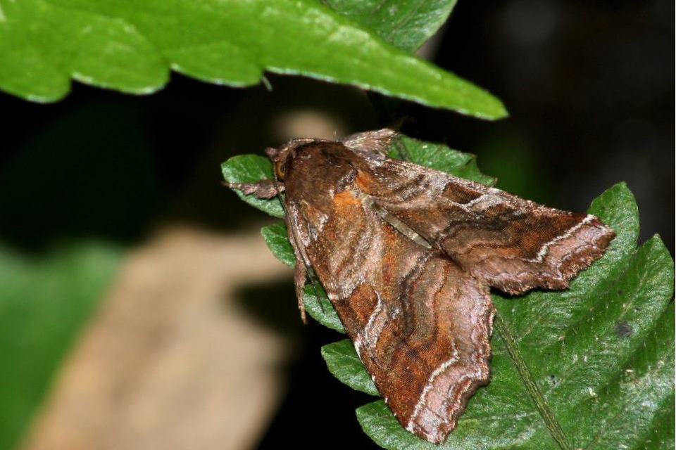 獨夜蛾 獨夜蛾