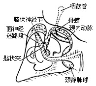耳蝸神經