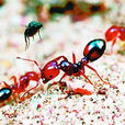 紅螞蟻監測與防治