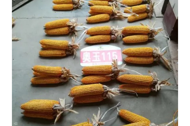 奧玉115 奧玉115