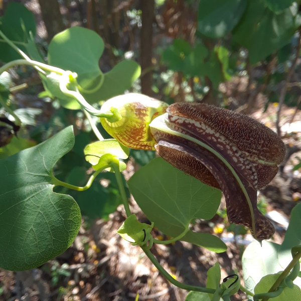 Aristolochia esperanzae