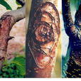 樹幹病害