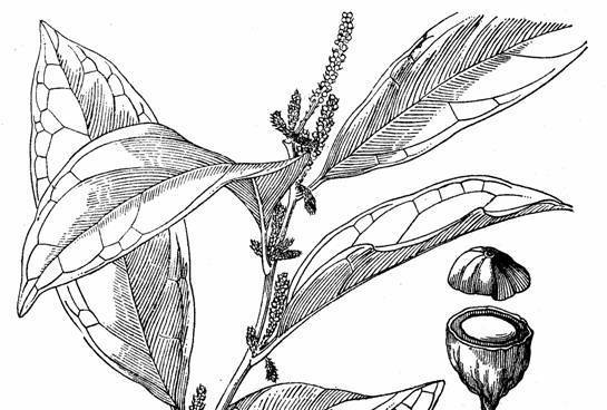 湄公硬核 湄公硬核
