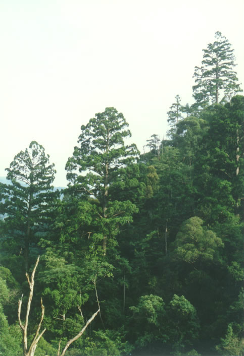 威寧黃杉自然保護區