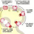 受體鈍化 受體鈍化