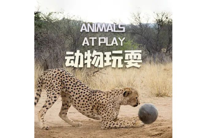動物玩耍 動物玩耍