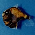 長銀斧魚 長銀斧魚