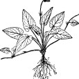 光葉堇菜(鄂西堇菜) 光葉堇菜(鄂西堇菜)